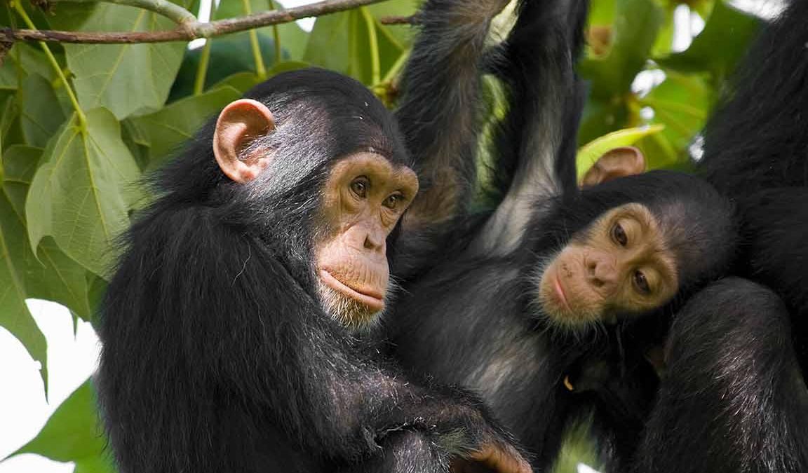 3 Days Nyungwe Forest Safari