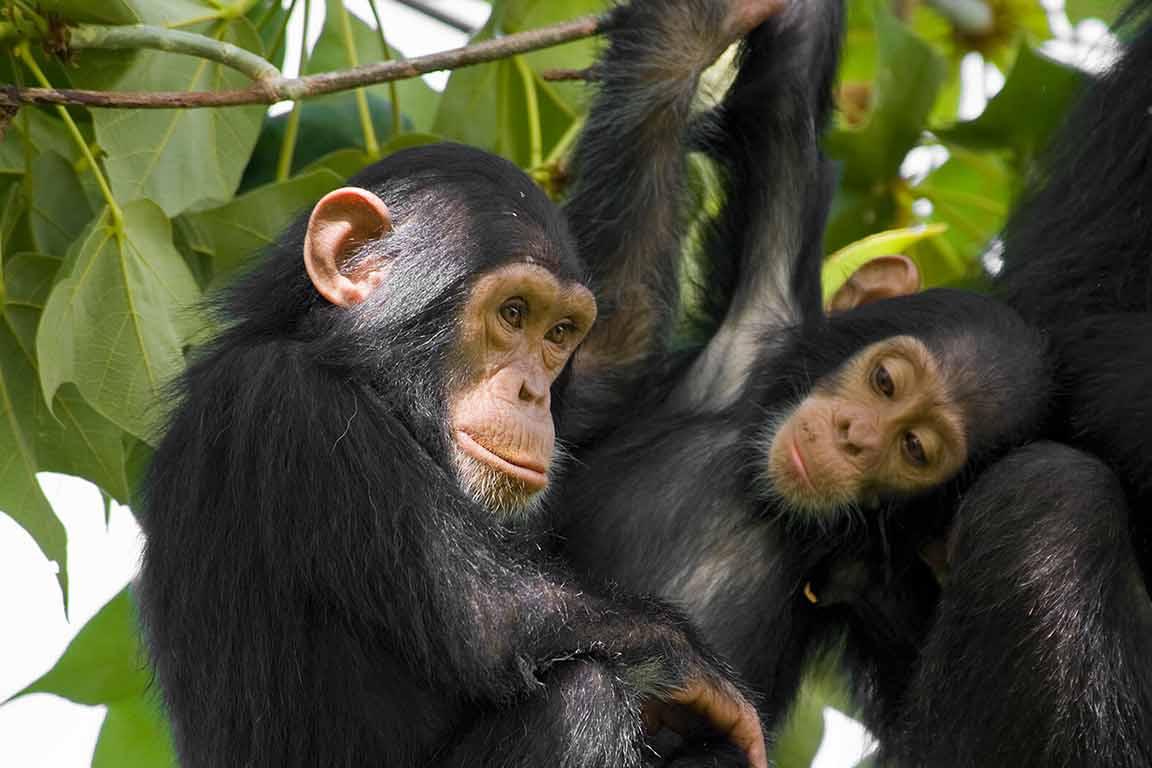 Chimpanzee Tracking in Budongo Forest Reserve