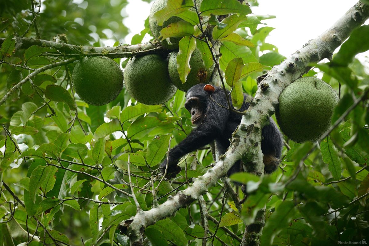 Chimpanzee Tracking in Budongo Forest Reserve