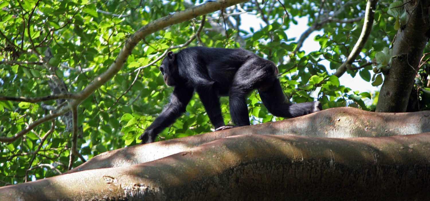 Chimpanzee Tracking in Budongo Forest Reserve