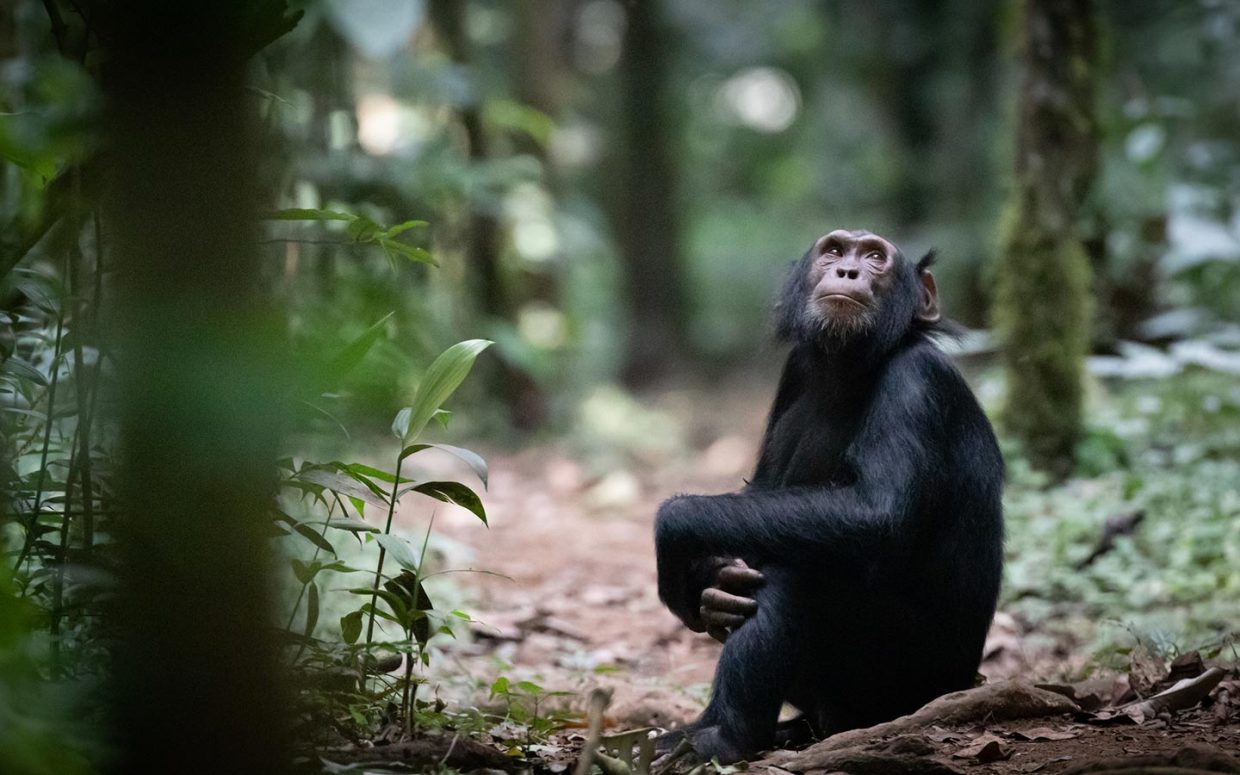 Chimpanzee Tracking in Budongo Forest Reserve