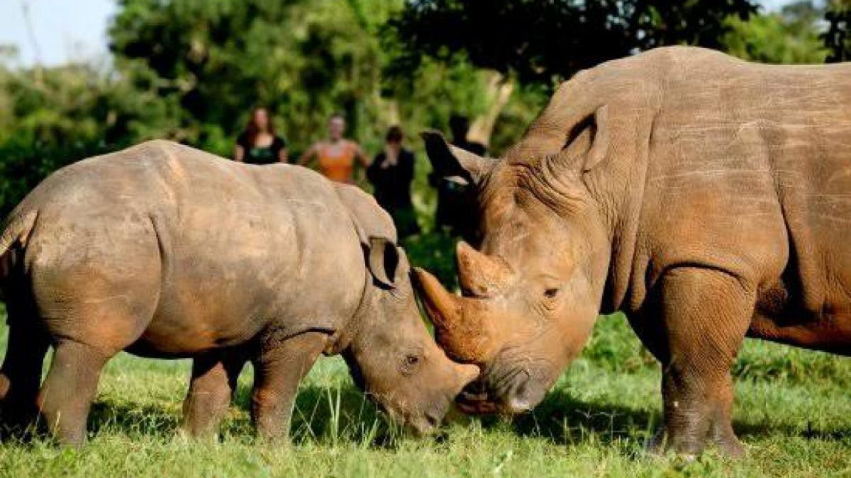 Rwanda Uganda Gorillas & Wildlife 6-Day Safari