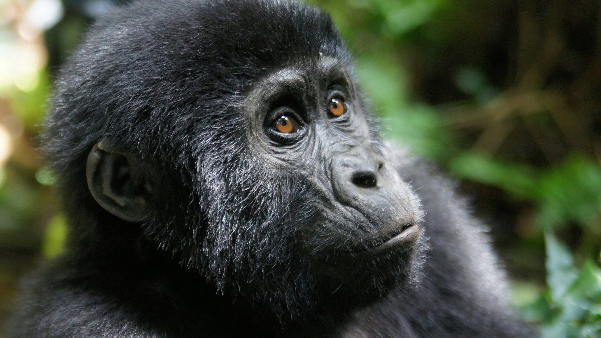 Can I Go Gorilla Trekking in Uganda from Botswana