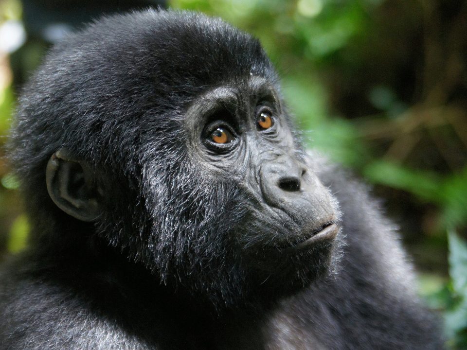 Can I Go Gorilla Trekking in Uganda from Botswana