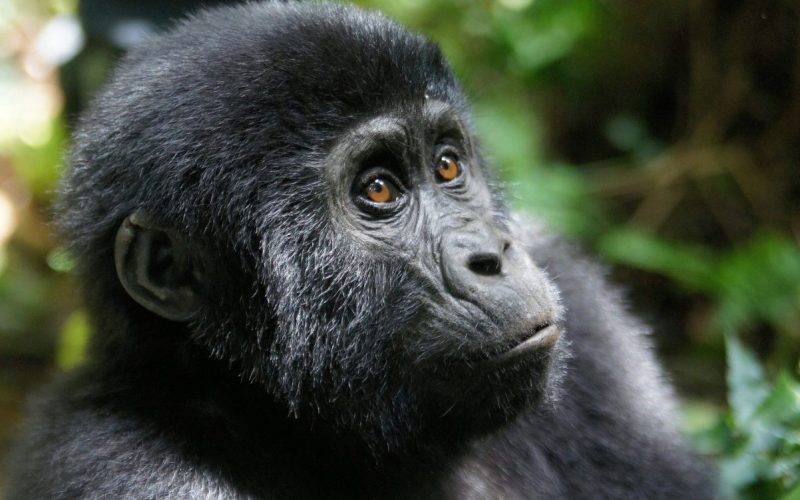 Can I Go Gorilla Trekking in Uganda from Botswana