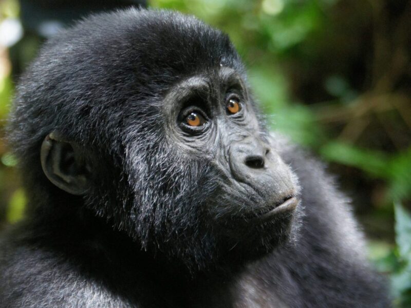 Can I Go Gorilla Trekking in Uganda from Botswana Can I Go Gorilla Trekking in Uganda from Botswana