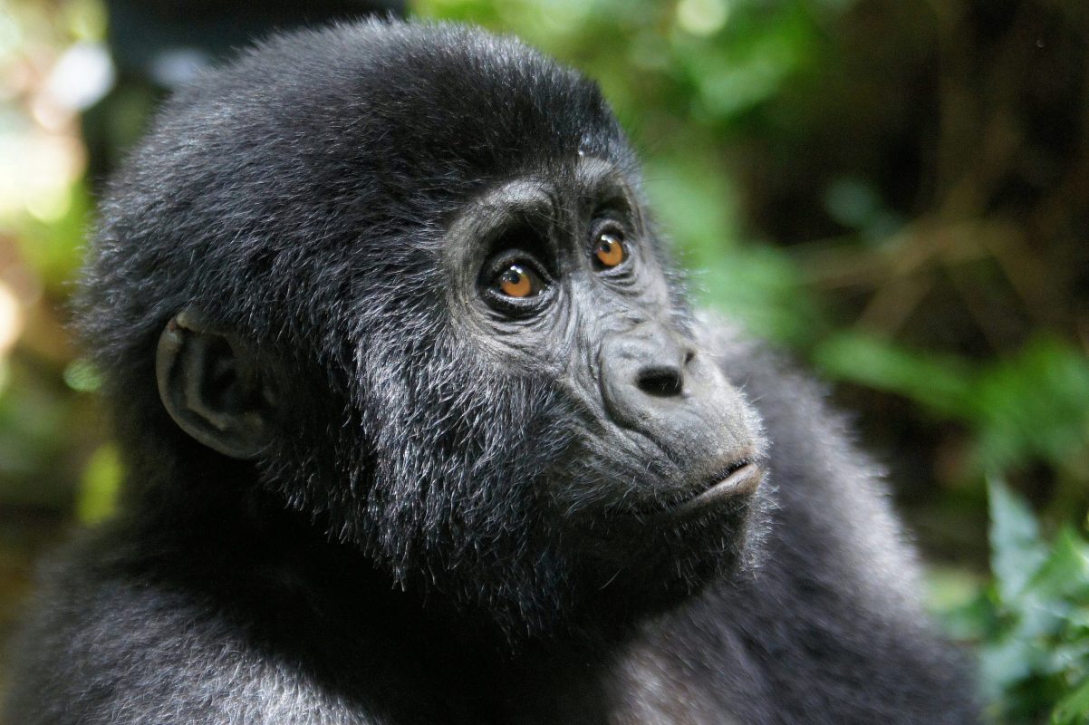 3-Days Gorilla Trekking Bwindi Safari