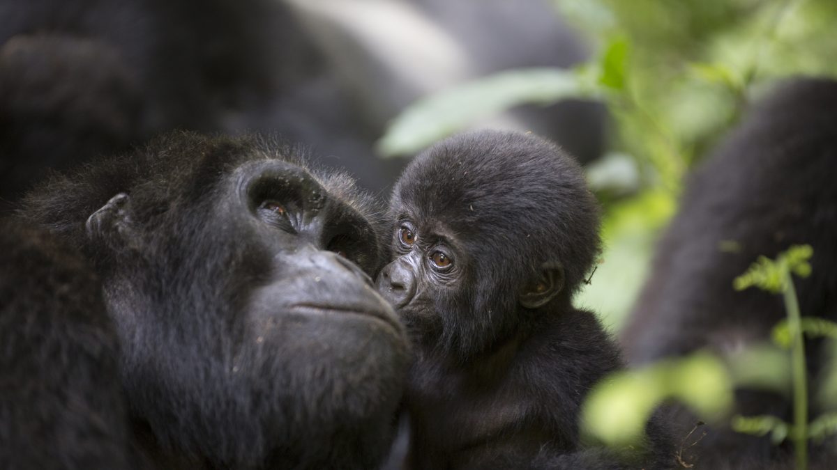 Gorilla Trekking in Uganda