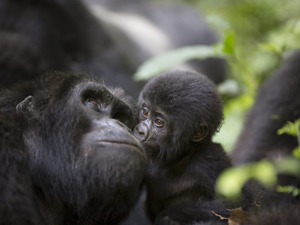 Gorilla Trekking in Uganda