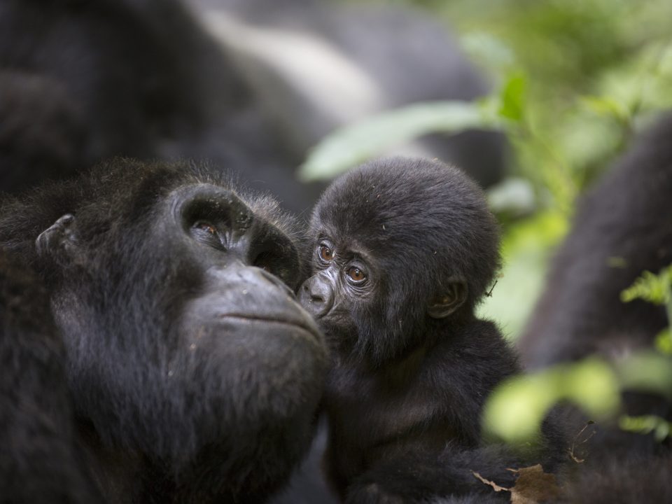 3-Day Bwindi Gorilla Trekking Tours