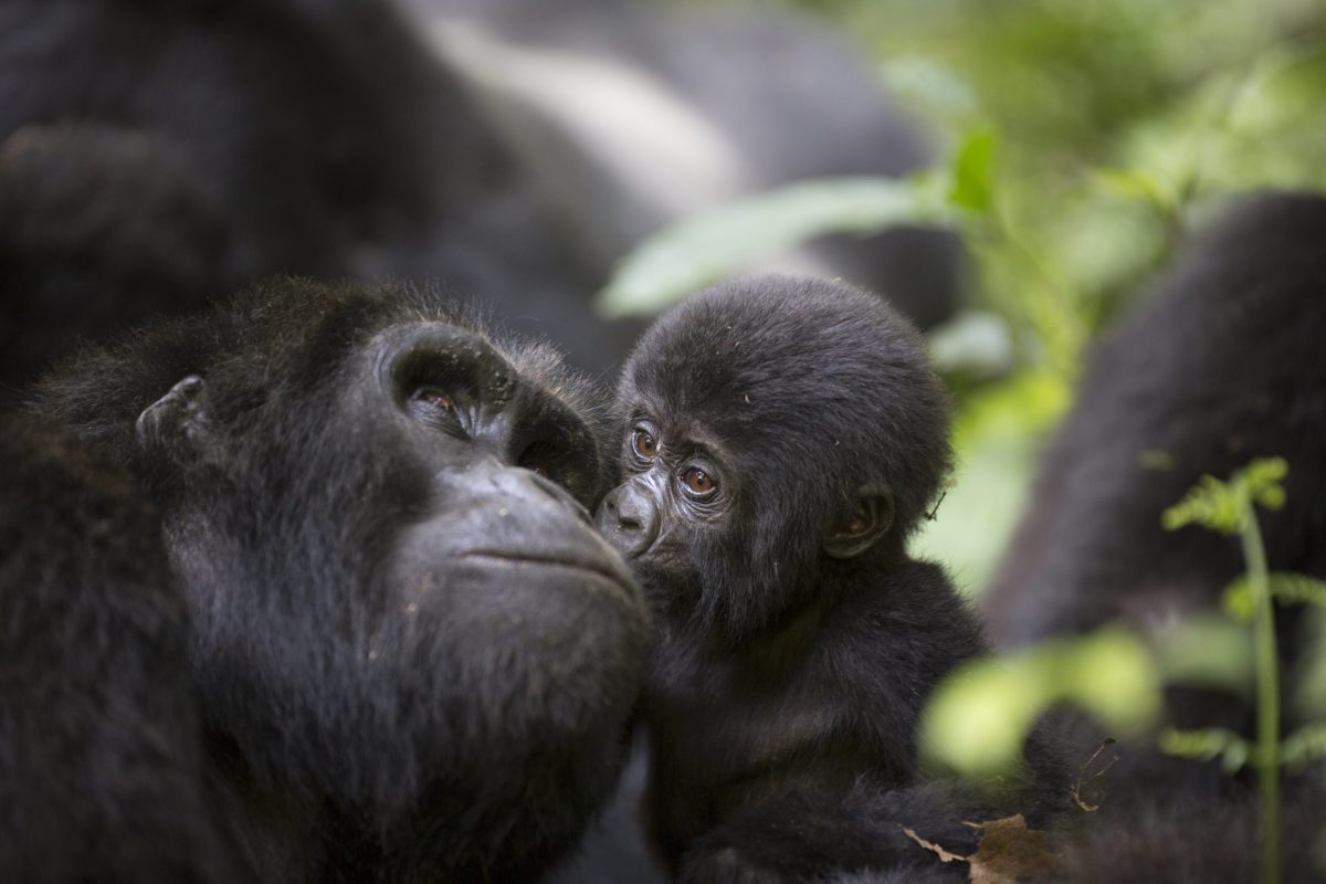 3-Day Bwindi Gorilla Trekking Tours