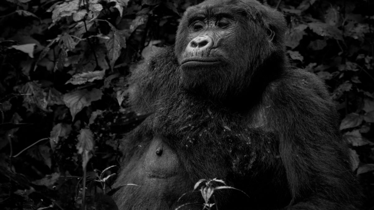 Gorilla Trekking in Bwindi Impenetrable Forest