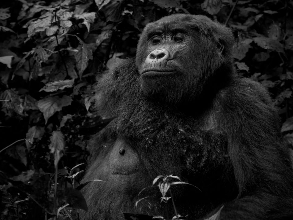 Gorilla Trekking in Bwindi Impenetrable Forest