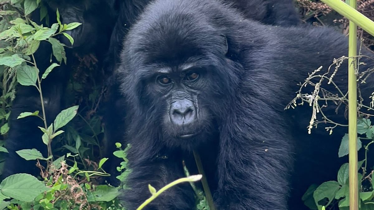 Luxury Uganda Gorilla Safari