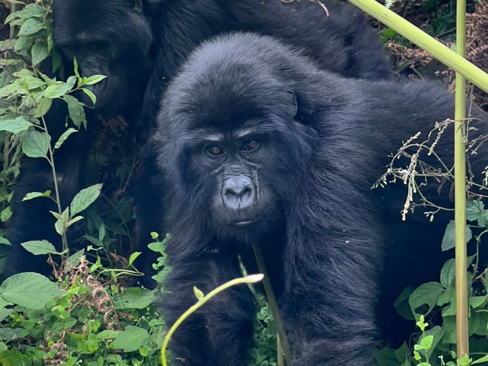 Luxury Uganda Gorilla Safari