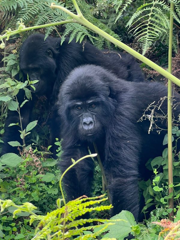 Luxury Uganda Gorilla Safari