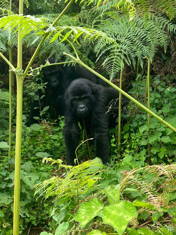 Kigali Bwindi Gorilla Trekking