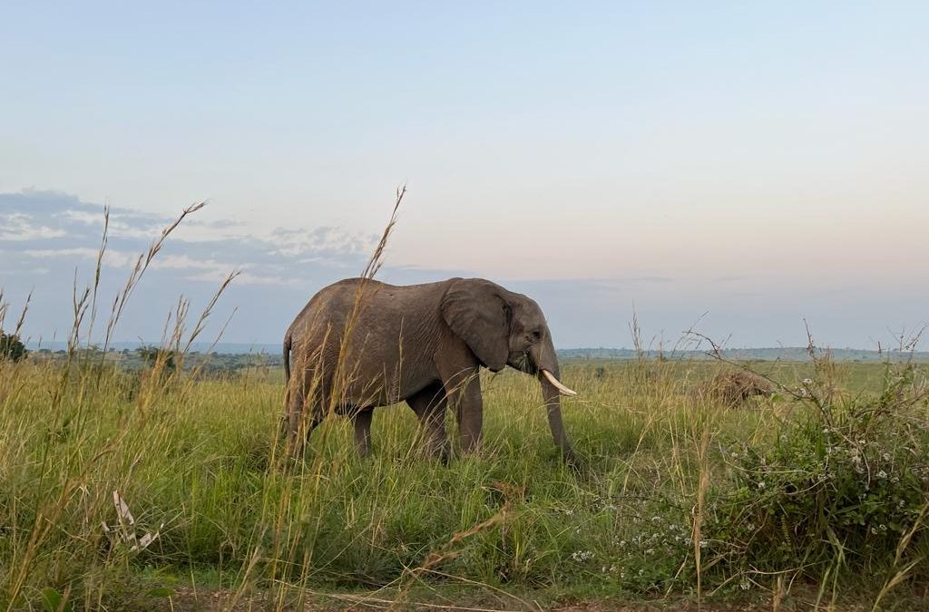 Kenya Luxury Safari