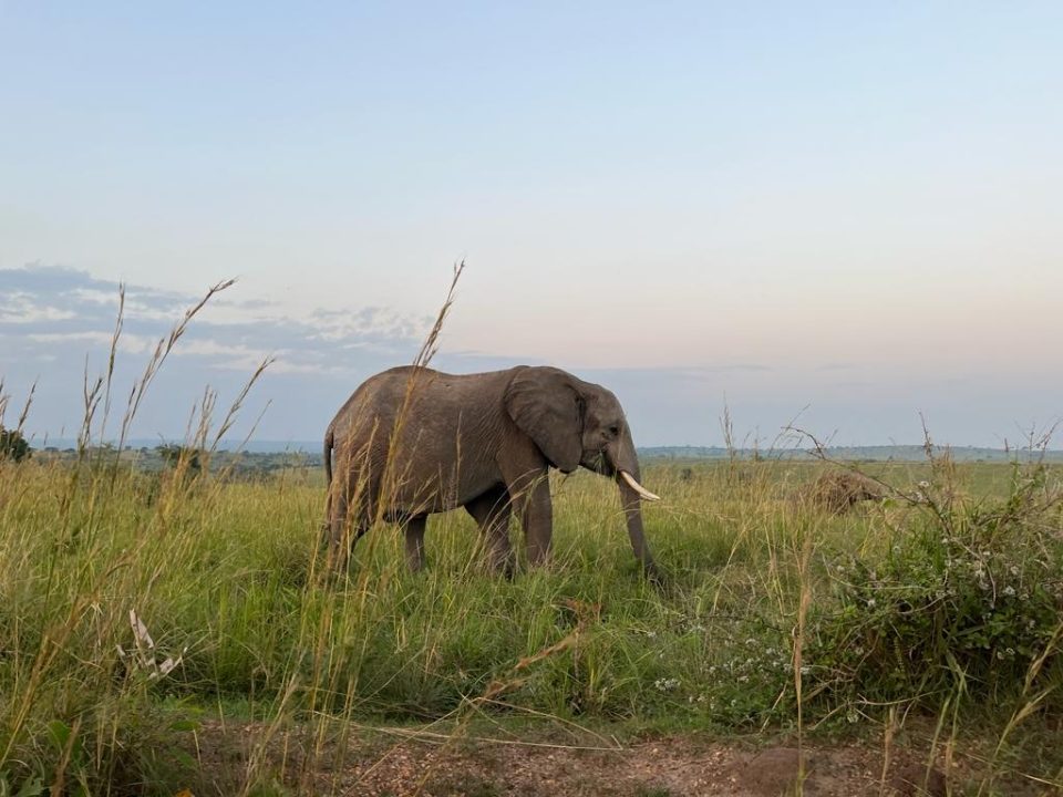 Kenya Luxury Safari