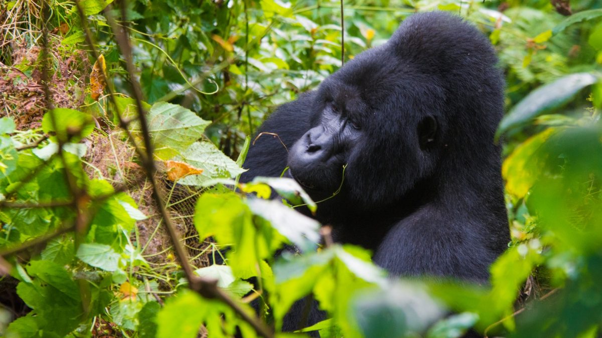 Uganda Gorilla & Wildlife Safari 12-Day