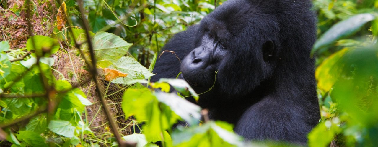 Gorilla Trekking from Botswana
