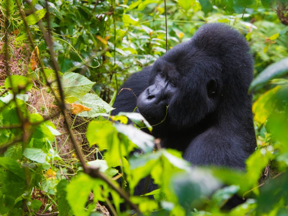 Gorilla Trekking from Botswana