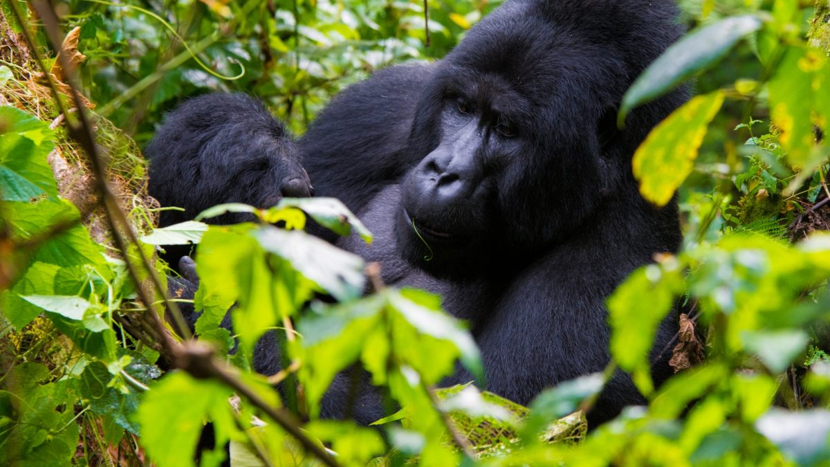 Gorilla Trekking