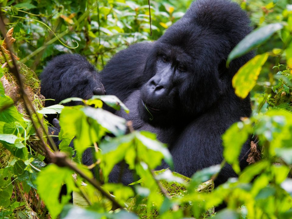 Gorilla Trekking