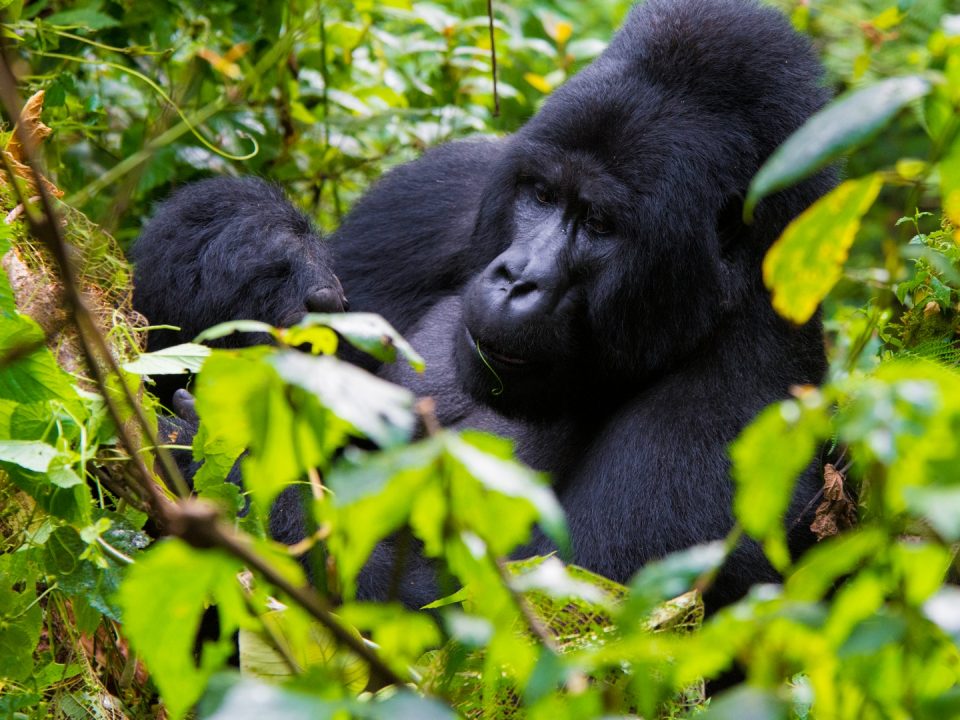 Gorilla Trekking from DUBAI