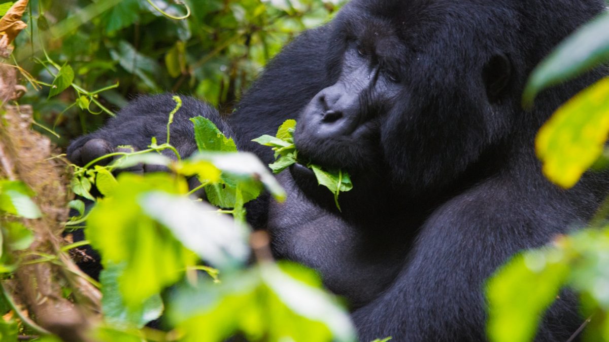 Gorilla Trekking from Victoria Falls