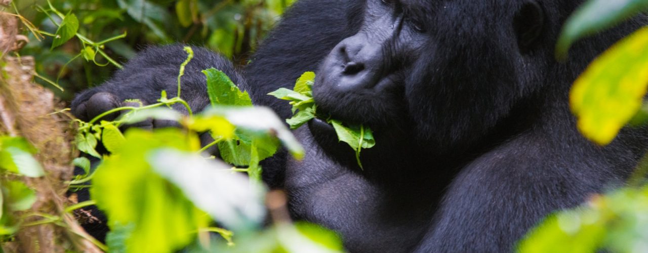 Gorilla Trekking from Victoria Falls