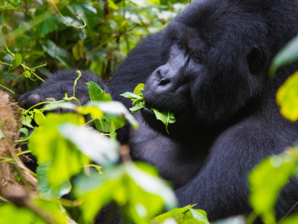 Gorilla Trekking from Victoria Falls