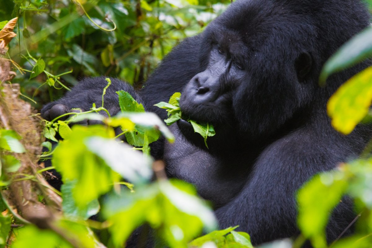 Uganda Gorilla Trekking from Netherlands
