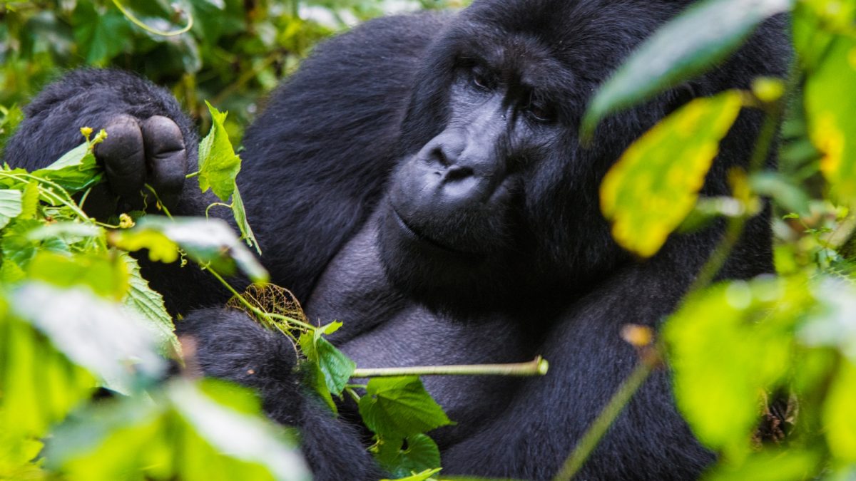 Gorilla Trekking with Rwenzori Hiking