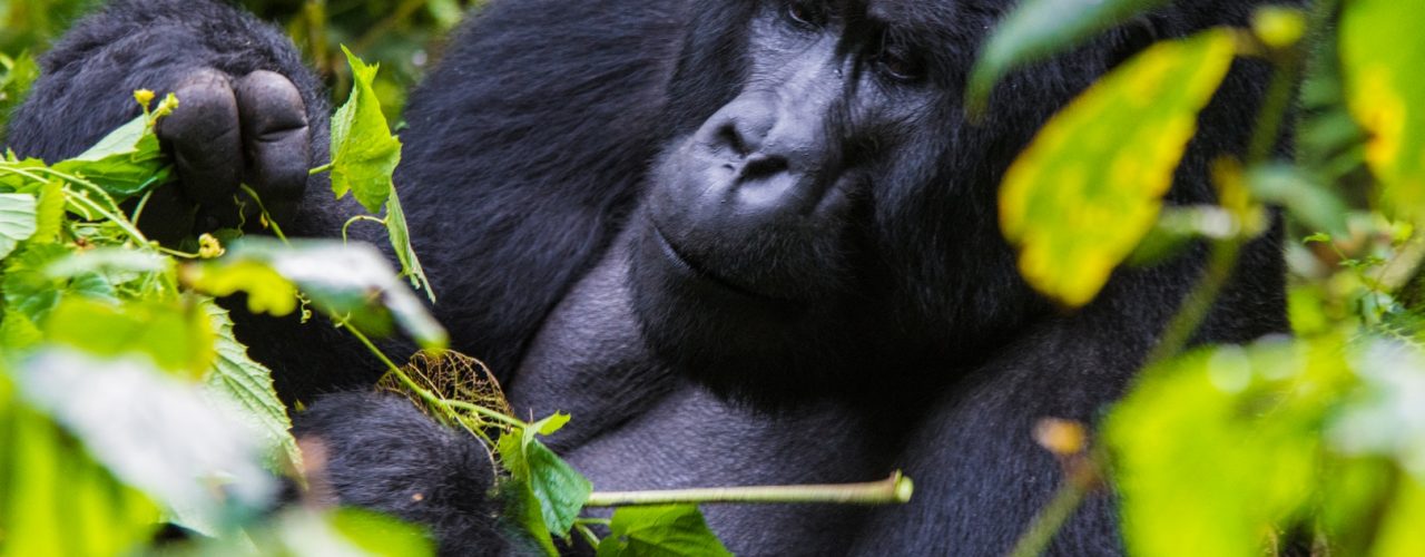 Gorilla Trekking with Rwenzori Hiking