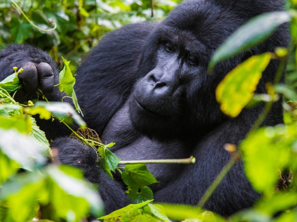 Gorilla Trekking with Rwenzori Hiking