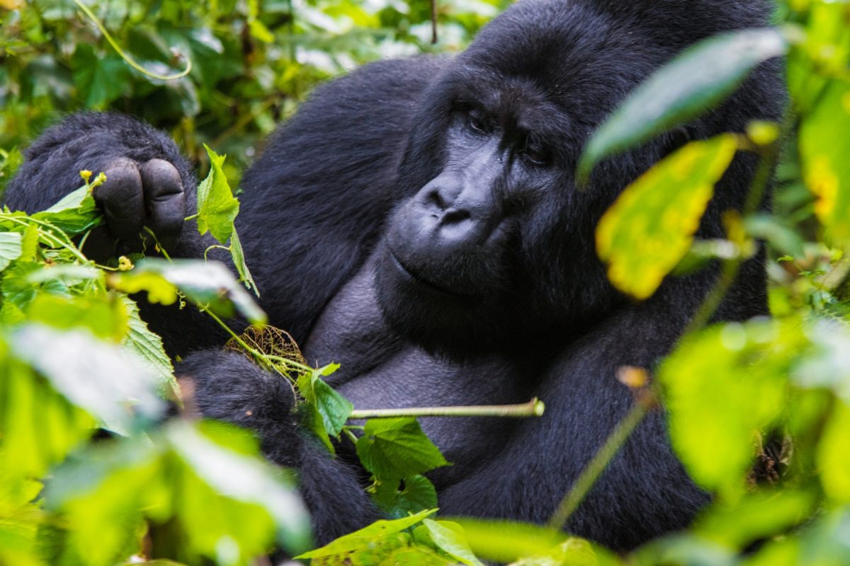 Gorilla Trekking with Rwenzori Hiking