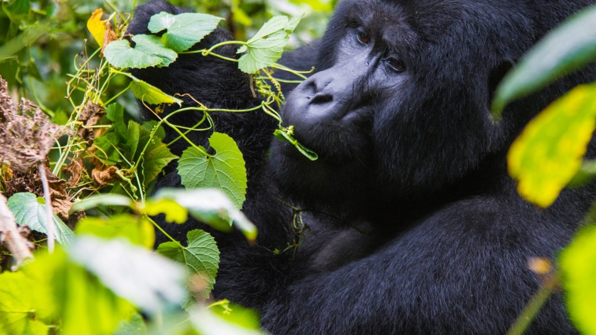Gorilla Watching Tours