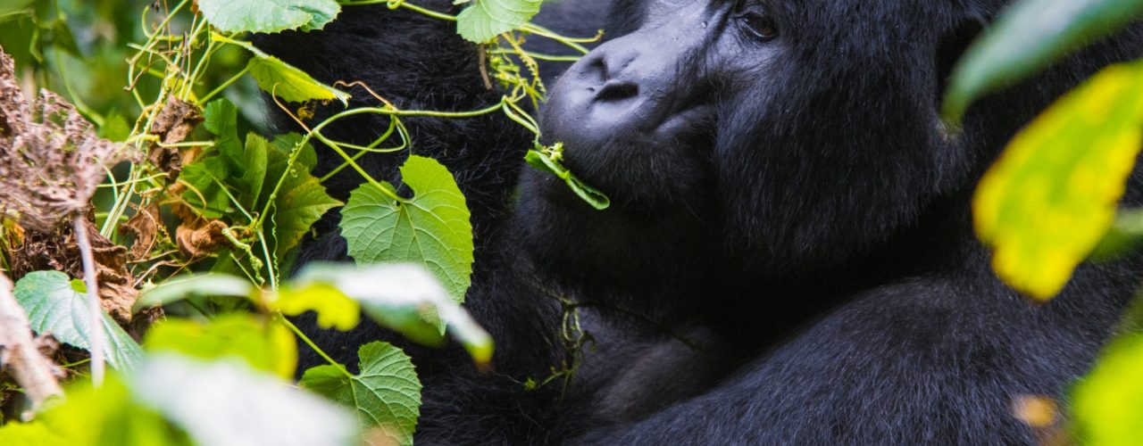 Gorilla Watching Tours