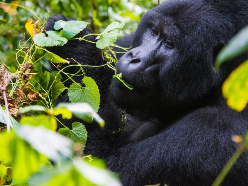 Gorilla Watching Tours