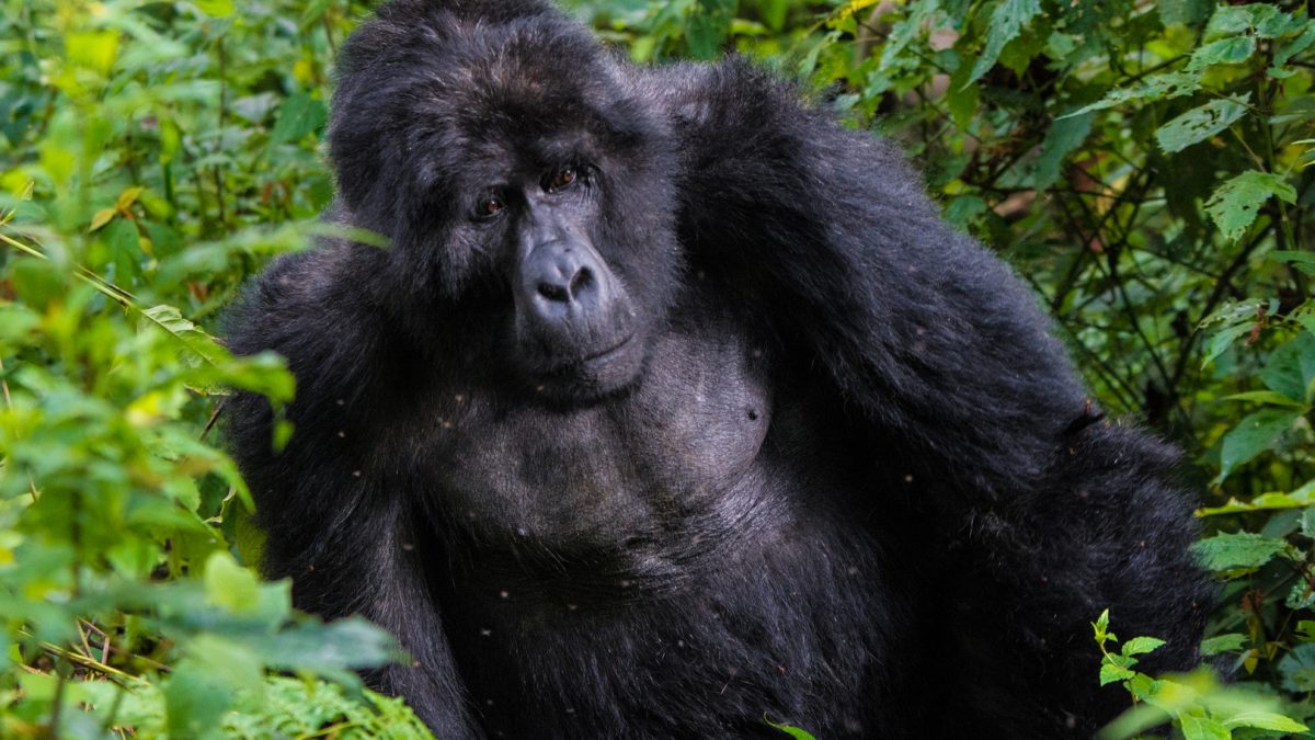 gorilla trekking in Africa