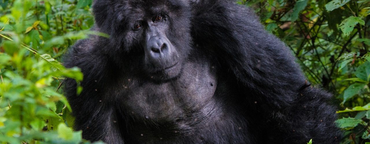 gorilla trekking in Africa