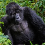gorilla trekking in Africa