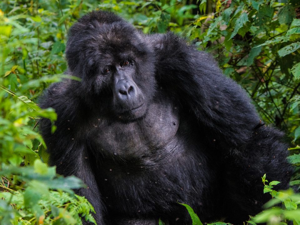 gorilla trekking in Africa