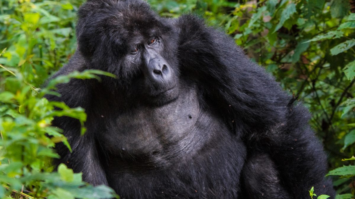 Mount Kilimanjaro & Gorilla Trekking