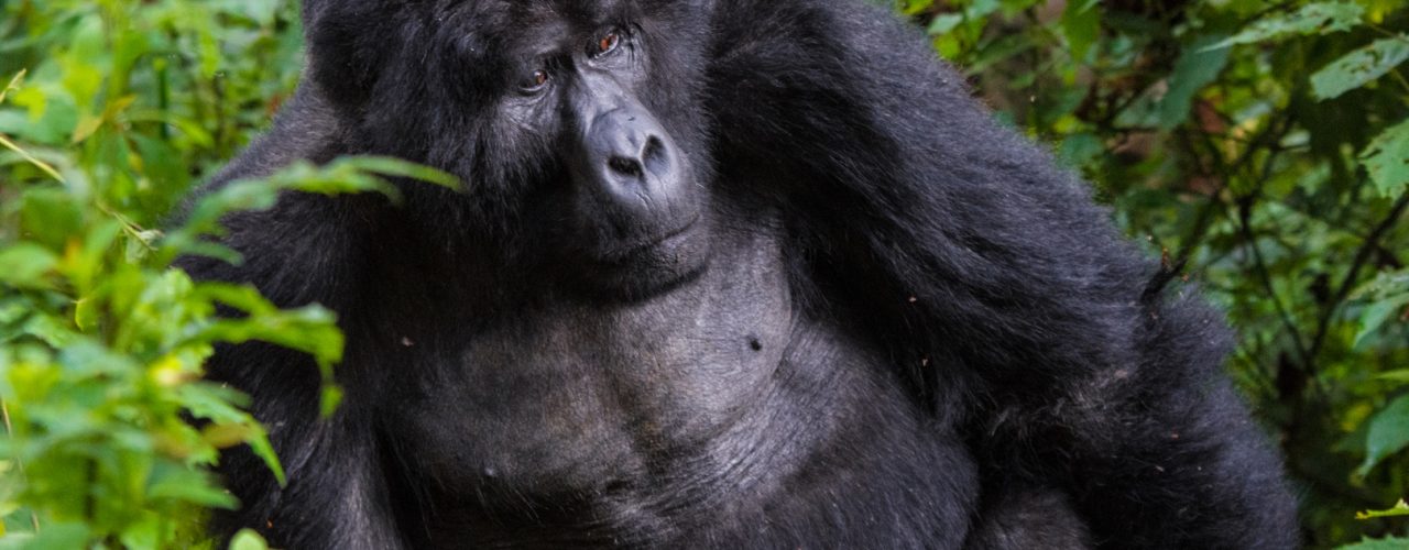 Mount Kilimanjaro & Gorilla Trekking