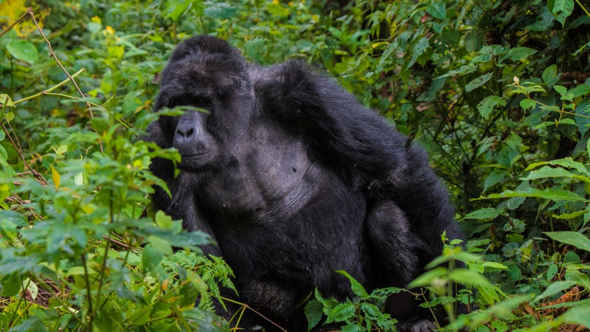 6-Day Uganda Habituation Safari