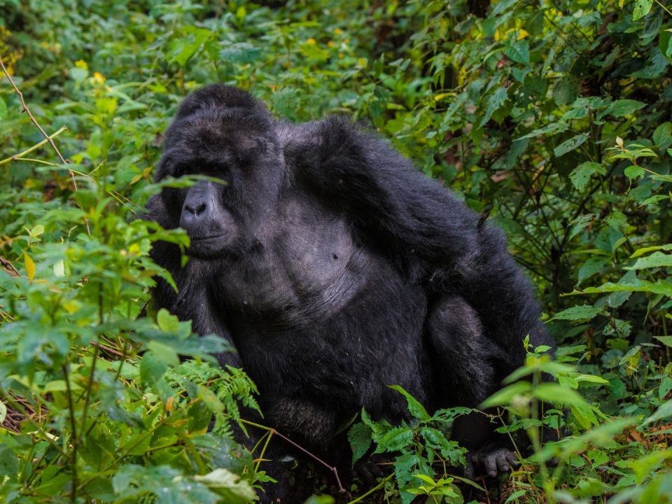 Gorilla Trekking from Burundi