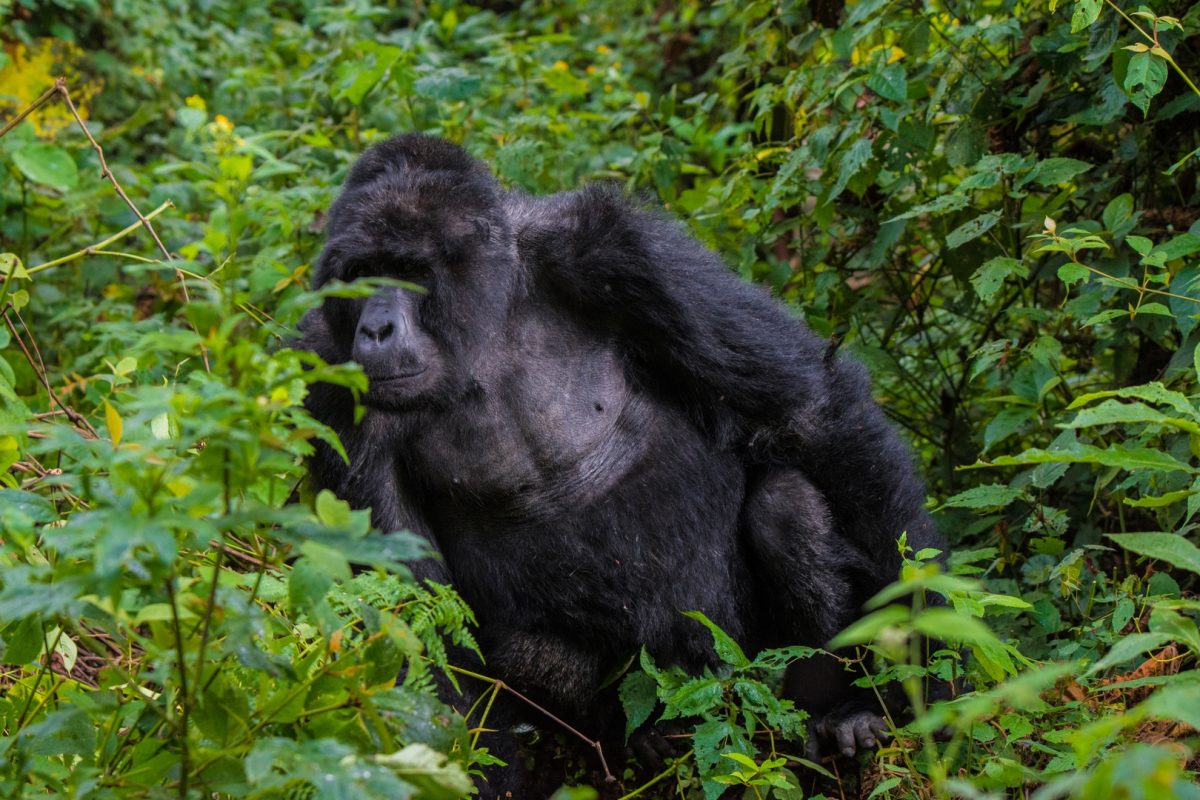 Gorilla Trekking