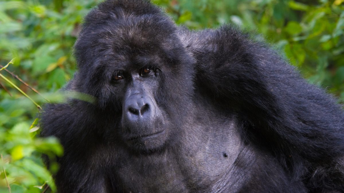 Silverback gorillas